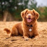 picture of a dog 2